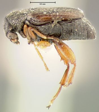 Media type: image;   Entomology 25051 Aspect: habitus lateral view